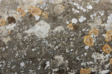 stone and lichen texture