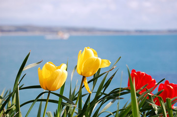 tulips before the sea