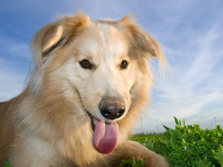 Neo resting on a green field