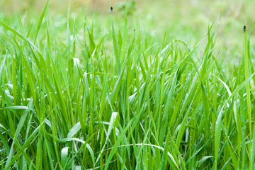 green grass lawn fly