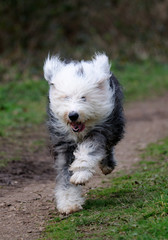 Old English Sheep Dog