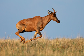 Fototapeta premium Running Tsessebe antelope