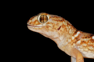 Giant ground gecko (Chondrodactylus angulifer)