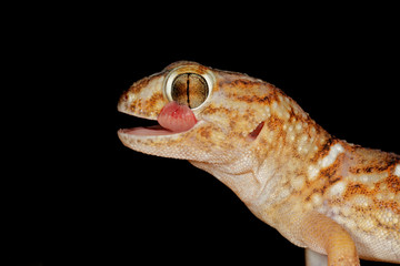 Giant ground gecko (Chondrodactylus angulifer)