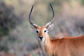 Red lechwe antelope