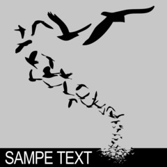 birds flying
