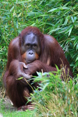 Orangutan (Pongo)