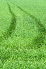road in grass