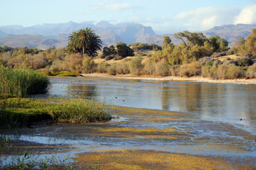 Charca de Maspalomas II