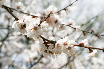 sakura