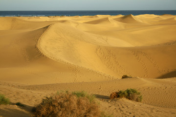 Dunas de Maspalomas XIV