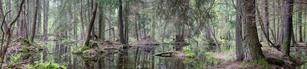 Natural swampy forest panorama