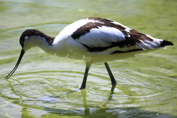 watvogel