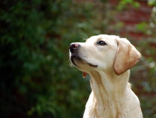 Little labrador puppy