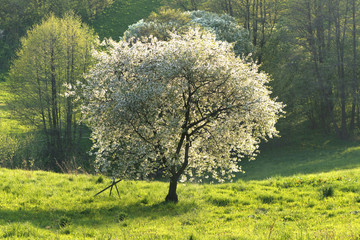 Obraz premium cherry