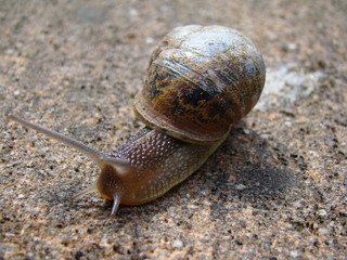 escargot