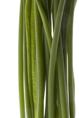 green chives - macro