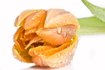 macro of fresh flower