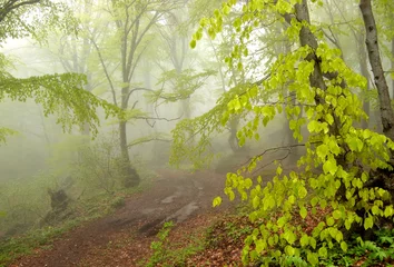 Zelfklevend Fotobehang Mystic foggy forest landscape © SJ Travel Footage