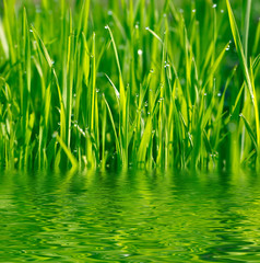 Obraz premium Green grass reflected in the water