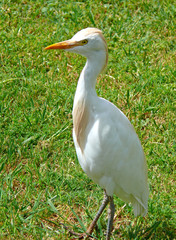 aigrette des récifs