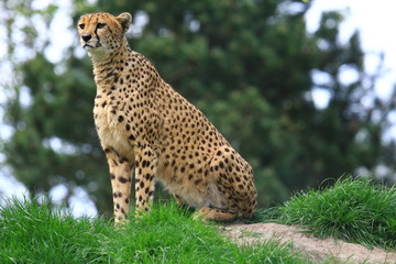 Gepard