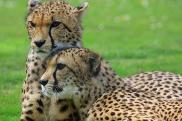 Gepard