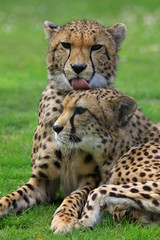 Gepard © www.tierfilmer.info