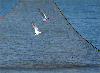 gabbiani e rete da pesca