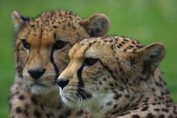 Gepard