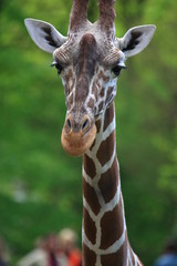 giraffe