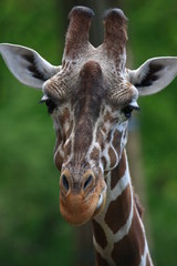 Obraz premium giraffe