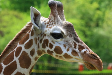 Naklejka premium giraffe