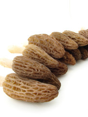 Morels isolated