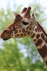 giraffe