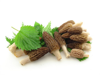 Morel mushrooms