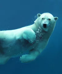 Selbstklebende Fototapete Eisbär Eisbär unter Wasser Nahaufnahme