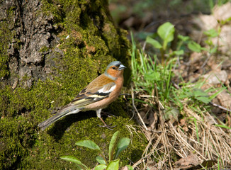 Forest bird