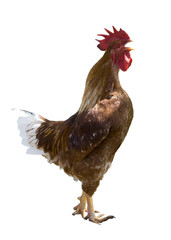 rooster gallo