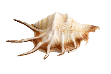 Obraz premium Seashell