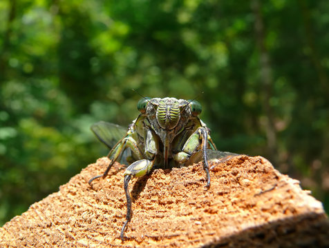 Cicada (Tibicen bichamatus) 2