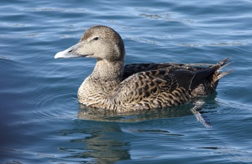 Female Eider