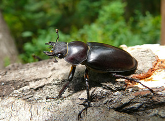 Stag-beetle 1