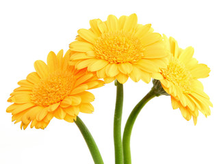 yellow gerbera flowers #2
