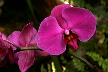 Purple phalaenopsis orchid close-up - obrazy, fototapety, plakaty
