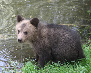 Obraz premium small bear