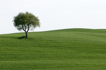 landscape of tuscany countryside