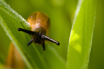limace jardin escargot insecte bave herbe macro parasite