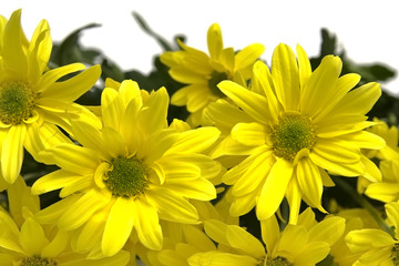 Yellow marguerites