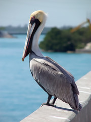 Pelican on bridge - Florida Ketys